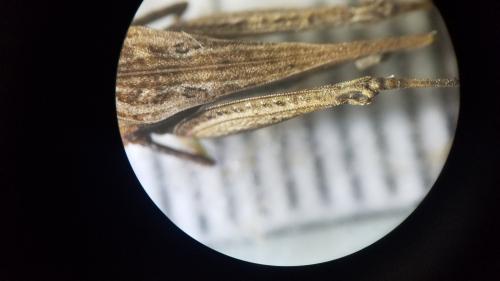 Réf. 299 392 : Tetrix subulata